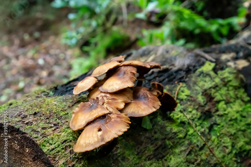 Mushrooms in a forest in São Miguel - Azores