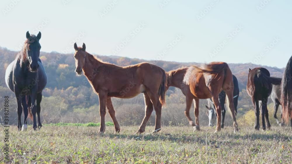 Herd of horses in nature