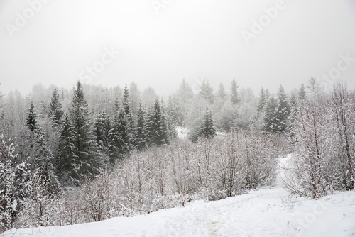 Trees in the mountains, covered with fresh snow and frost. Foggy morning winter landscape.