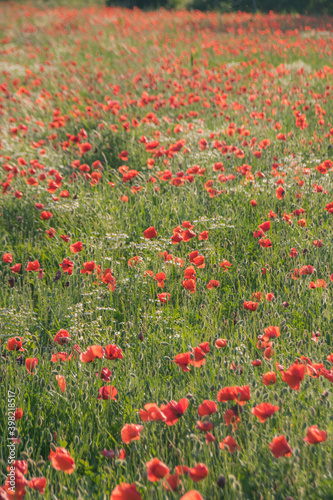 champ de coquelicot au printemps: une jolie fleur du mois de mai, fragile et symbole d'un écosystème durable