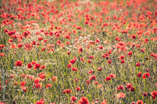 champ de coquelicot au printemps: une jolie fleur du mois de mai, fragile et symbole d'un écosystème durable