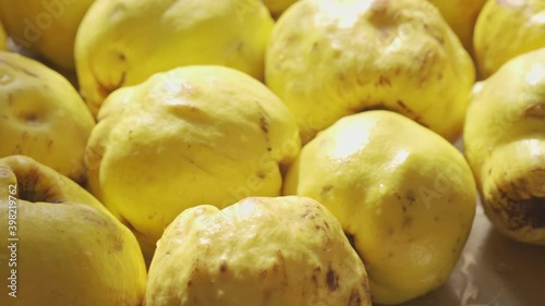 Ripe quince fruits in the sun