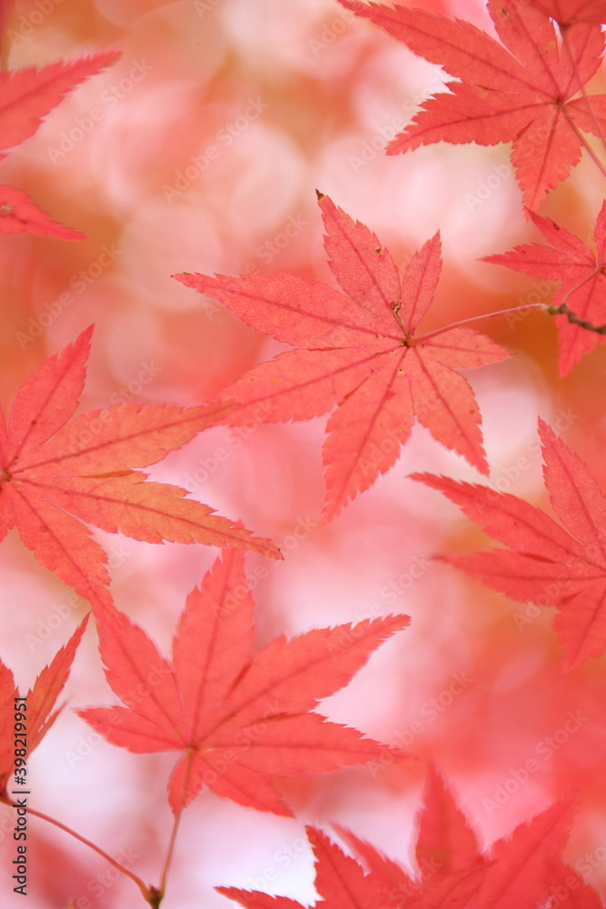 彩り豊かな紅葉 彩り豊かな紅葉