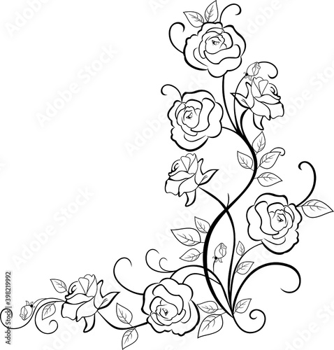 Rose Bush with flowers, buds and leaves. Angular vector drawing.Blooming roses on stems and not blooming buds.For design and layout