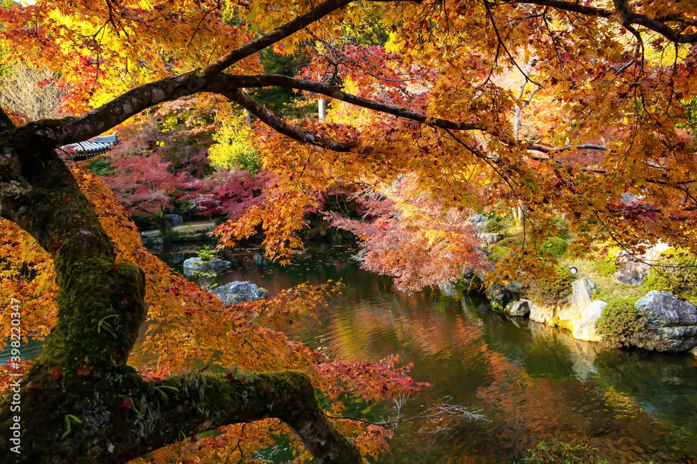 京都　醍醐寺　弁天池の紅葉