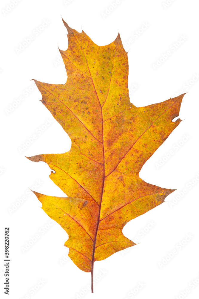 Bright orange autumn leaf on an isolated white background Bright orange autumn leaf on an isolated white background
