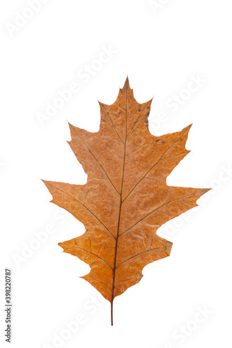 Bright orange autumn leaf on an isolated white background