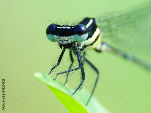 Dragonfly, also called darner, devil’s arrow, or devil’s darning needle, any of a group of roughly 3,000 species of aerial predatory insects most commonly found near freshwater areas