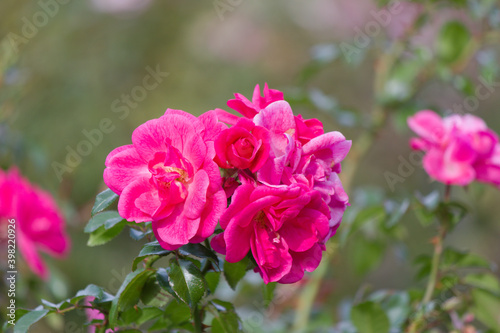                    Pink rose flower that blooms in autumn. 