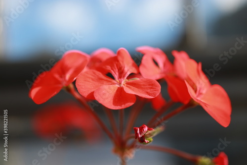 赤い花