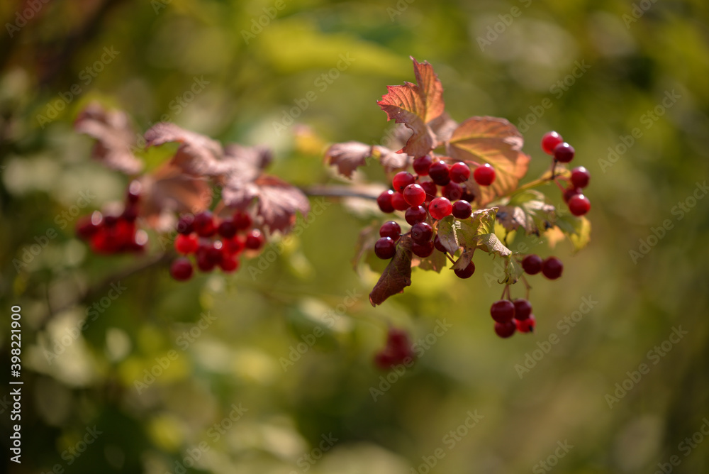 Guelder rose in summer sunlight Viburnum opulus medicinal plant in the nature Guelder rose in summer sunlight Viburnum opulus medicinal plant in the nature