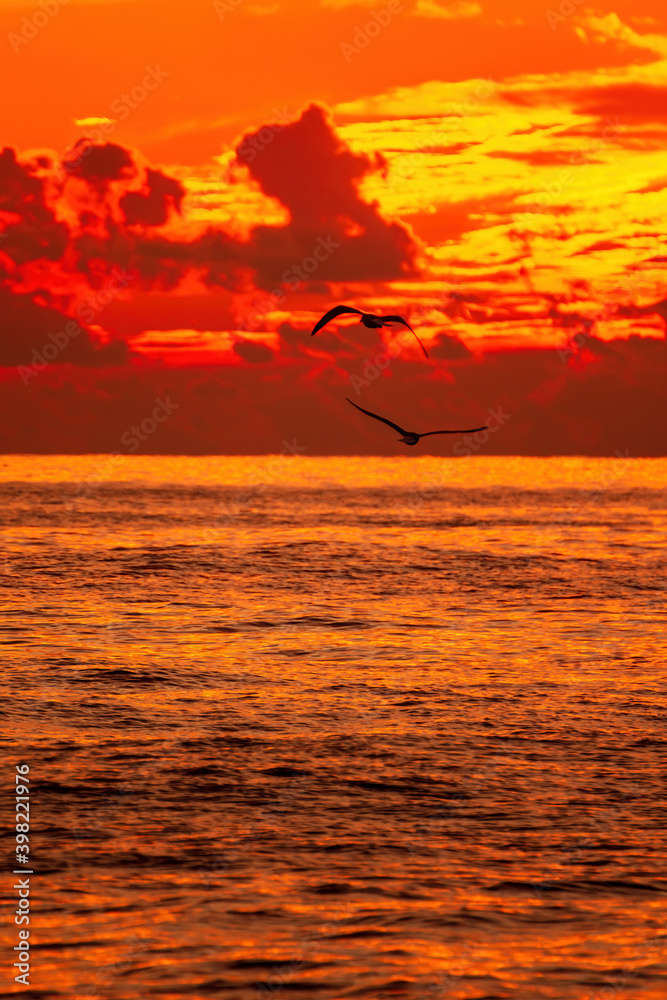 The sky is on fire at sunset. The sea and a beautiful red clouds. Two birds are flying in the sky. Vertical photo The sky is on fire at sunset. The sea and a beautiful red clouds. Two birds are flying in the sky. Vertical photo