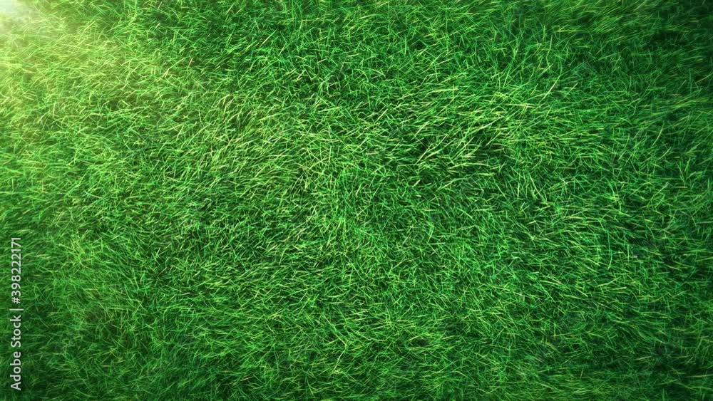 Grass. This work show grass swaying wind seamless loop animation with ...