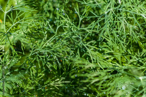 Dew drops on dill closeup © Александр Коликов