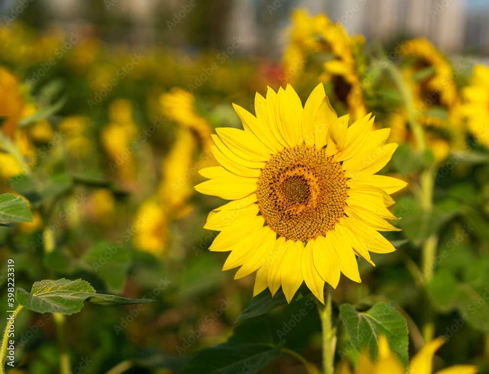 Fototapeta premium Yellow sunflower in the sunset light. Close-up. Sunflower, close-up. Yellow big flower.