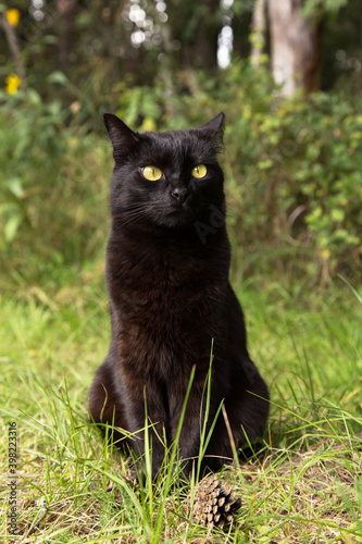 Funny cute bombay black cat with yellow eyes and attentive look sit outdoors in nature in grass