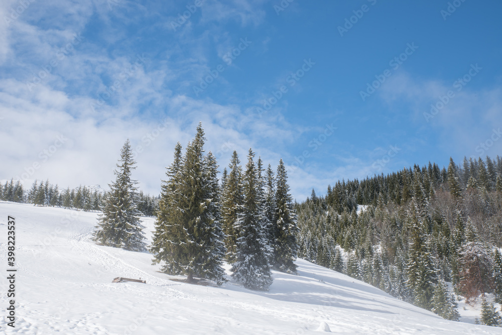 Tall winter fir trees in the mountains covered with snow amid morning fog against a blue sky.