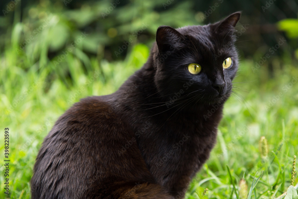 Beautiful bombay black cat portrait with yellow eyes close up in green grass in nature in spring summer garden