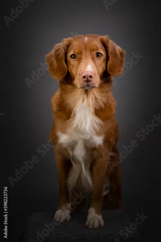 Fototapeta samoprzylepna Pies 2