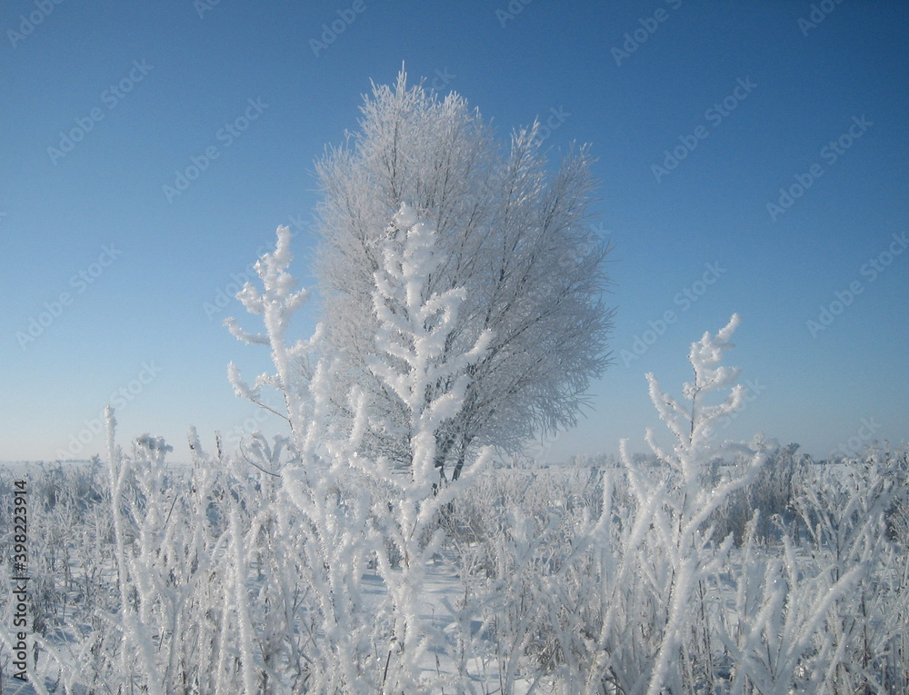 A lonely tree in the middle of a field on a frosty winter day. The branches of the tree are richly covered with frost that glistens in the sun. Clear blue sky without a single cloud. A lonely tree in the middle of a field on a frosty winter day. The branches of the tree are richly covered with frost that glistens in the sun. Clear blue sky without a single cloud.