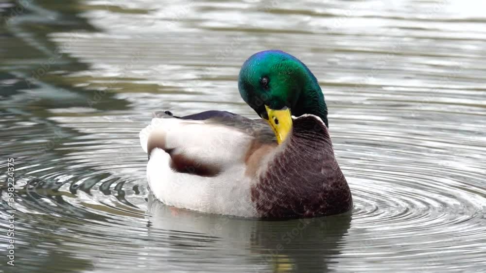 ENTE SCHWIMMT IM WASSER ENTE SCHWIMMT IM WASSER