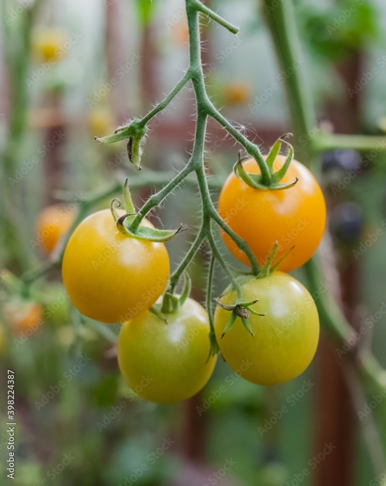 A bunch of fruit of tomato closeup on the background of the greenhouse