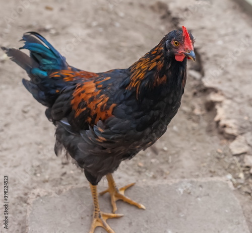 Multicolored chicken close-up in summer on the ground background