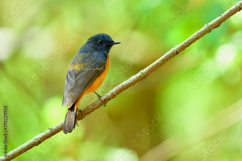 Blue bird with brown wings and orange belly showing its back view while perching on straight branch