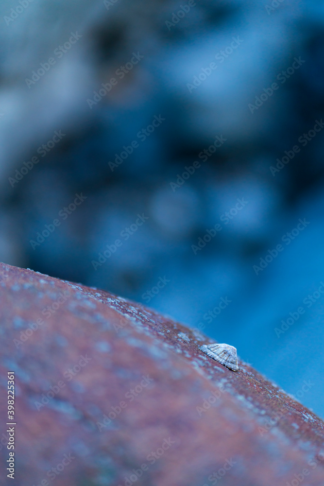 LAPA - LIMPET (Patella aspera), San Julian beach, Liendo, Cantabrian sea, Montaña Oriental Costera, Cantabria, Spain, Europe