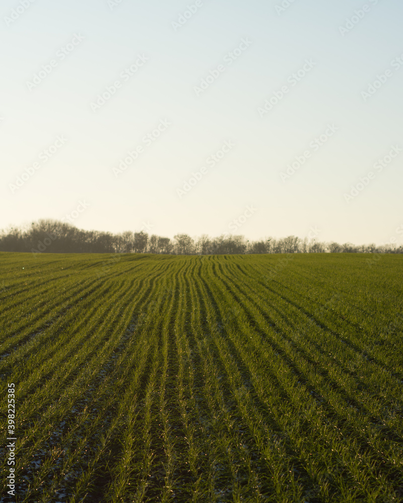 small green wheat field at sunset