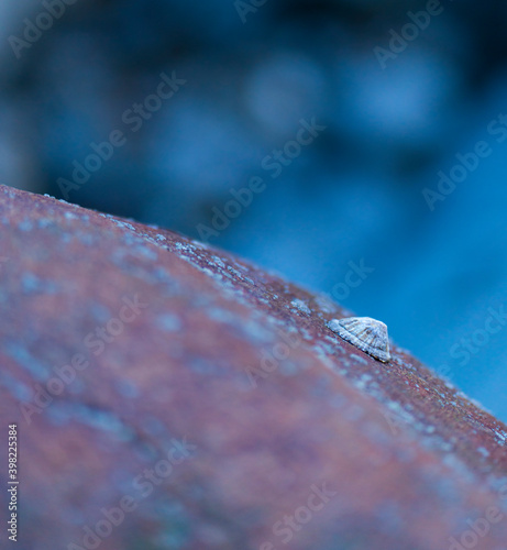 LAPA - LIMPET (Patella aspera), San Julian beach, Liendo, Cantabrian sea, Montaña Oriental Costera, Cantabria, Spain, Europe