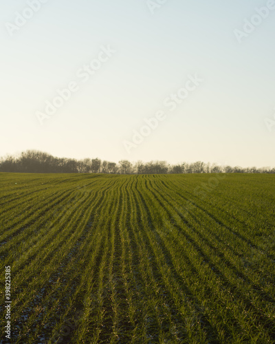 small green wheat field at sunset