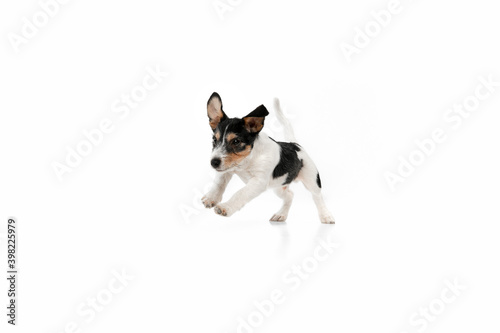 Running on. Jack Russell Terrier little dog is posing. Cute playful doggy or pet playing on white studio background. Concept of motion, action, movement, pets love. Looks happy, delighted, funny.