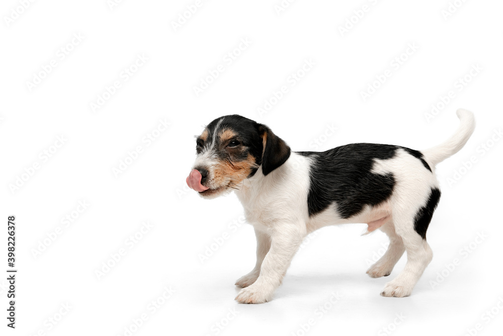 Cute. Jack Russell Terrier little dog is posing. Cute playful doggy or pet playing on white studio background. Concept of motion, action, movement, pets love. Looks happy, delighted, funny.