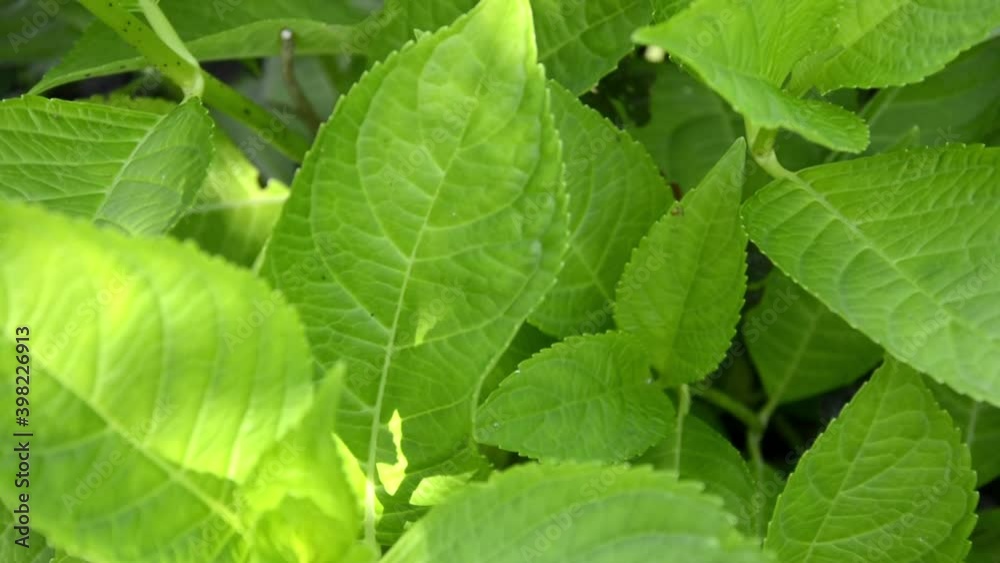 Background from large green leaves close up. Ornamental shrubs in the garden. Decorating your garden with green flowering bushes.