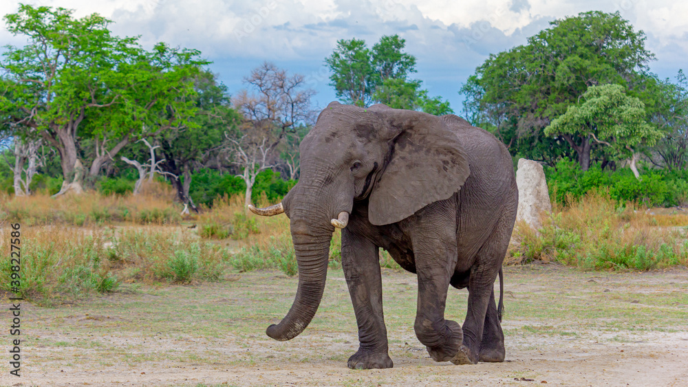 Obraz premium Elefant