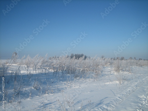 Frost-covered wild grass makes its way through the snow on a snow-covered field on a frosty winter day. © SerZorin