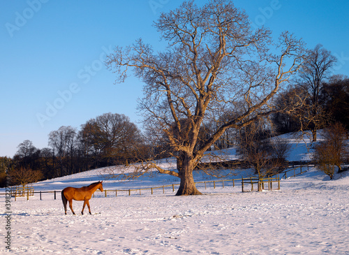 Horse in a snow filled paddock in North Yorkshire - England © mrallen