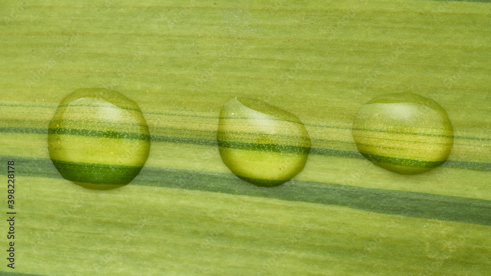 Three drops waiting on a leaf