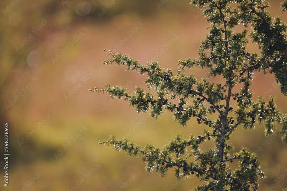Fototapeta premium juniper bush with drops of water shining in the sun. natural medicinal plant juniperus communis