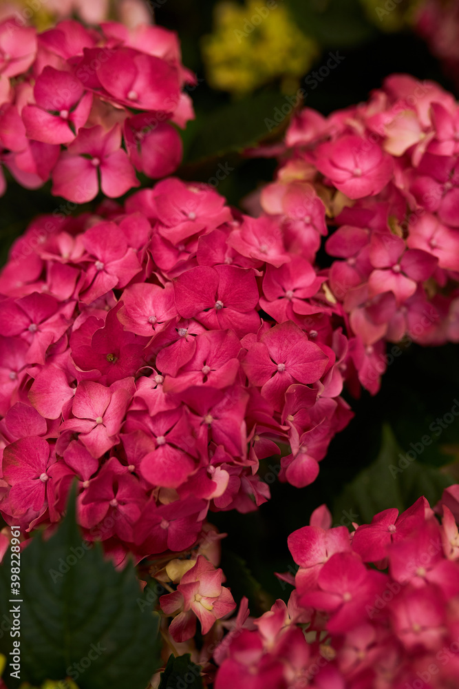 many flowers in pots close up. Flowers. Festive bouquet. Flowers in the store.