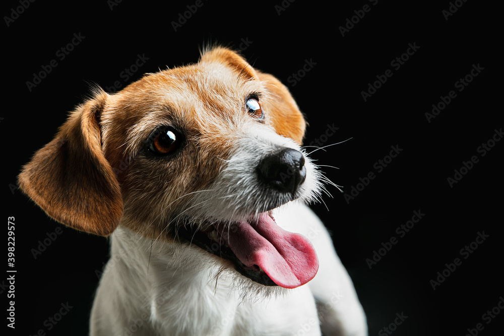 Childhood. Close up Jack Russell Terrier little dog posing. Cute playful doggy or pet playing on black background. Concept of motion, action, movement, pets love. Looks happy, delighted, funny.