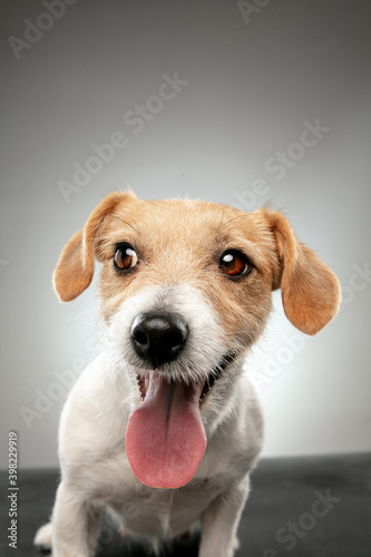 Childhood. Close up Jack Russell Terrier little dog posing. Cute playful doggy or pet playing on gray background. Concept of motion  action  movement  pets love. Looks happy  delighted  funny.