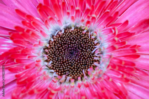 Close up of a pink gerbera flower. High quality photo