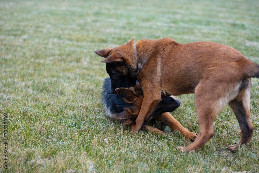 german shepherd and belgian shepherd malinua lie on the grass german shepherd and belgian shepherd malinua lie on the grass