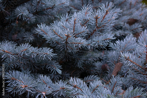 naturaleza, verde, invierno, hojas, plantas, arboles, textura, abstracto, macro, color, madera