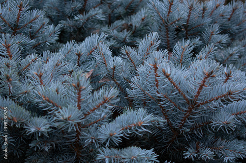 naturaleza, verde, invierno, hojas, plantas, arboles, textura, abstracto, macro, color, madera