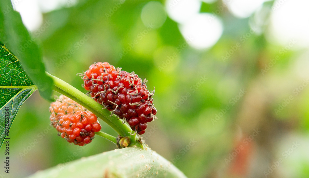 Mulberry Mulberry