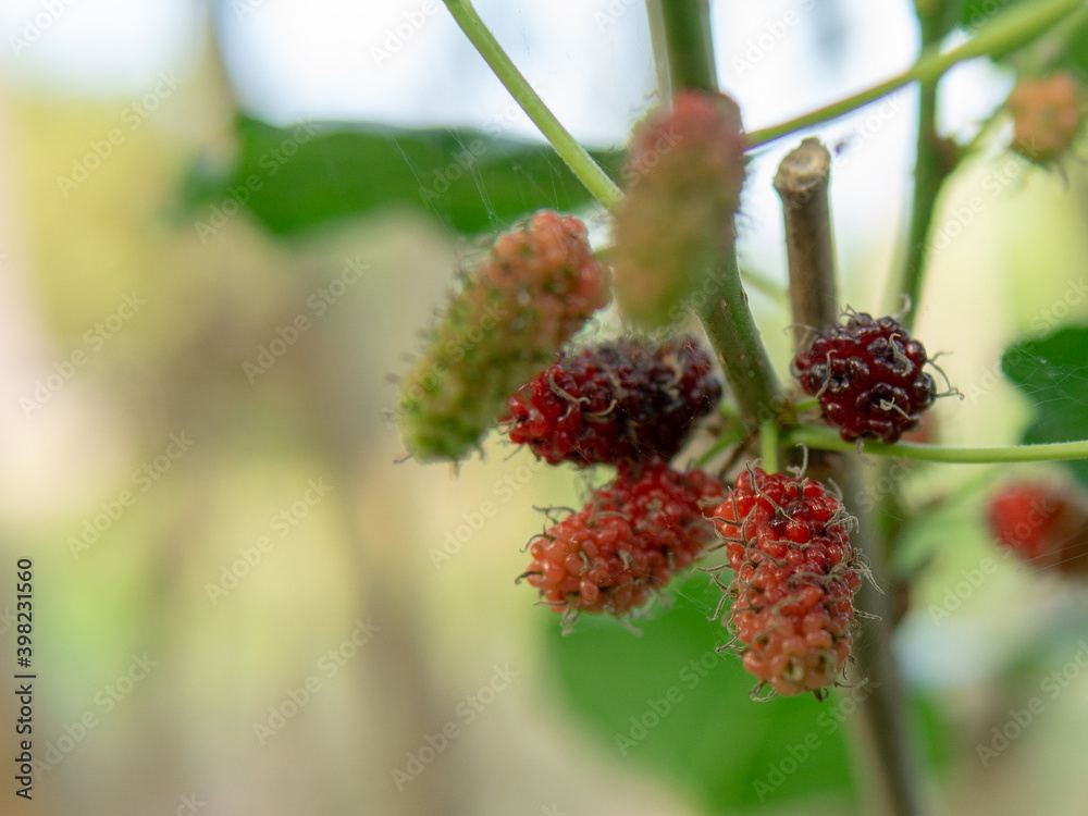 Mulberry Mulberry