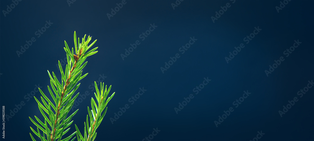 Spruce branch. Fresh green young sprouts of spruce on a blue background with copy space. Spruce branch. Fresh green young sprouts of spruce on a blue background with copy space.